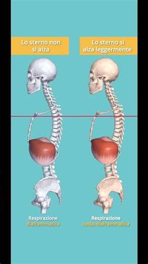 Respirazione diaframmatica vs costo-diaframmatica #diaframma #anatomy #respirazioneconsapevole #hrv