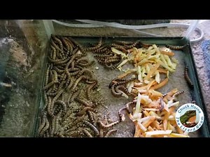 Gut loading Insects & Superworms for Reptiles how to!