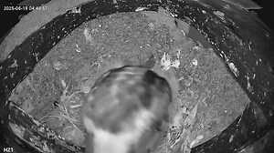 TheSwiftNest - Twitch