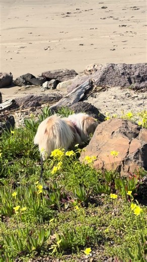 Watch him go on an adventure #pekingese