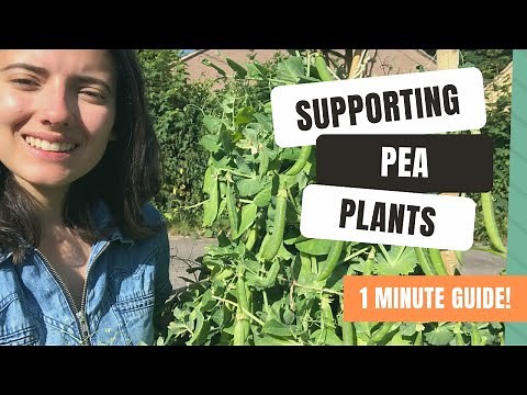 How To Support Garden Peas With Staking