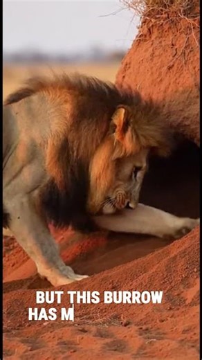 Warthog vs Lion — So Close You’ll Feel the Breath – Heart Stopping Moment