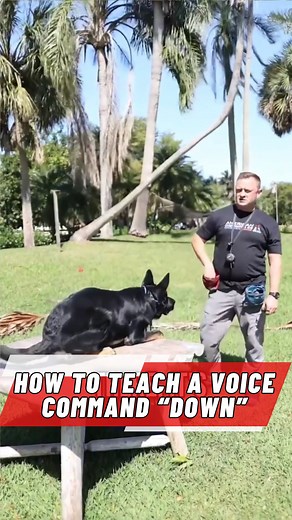 Garret Wing on Instagram: "In this video, Garret shows you exactly how to teach the down command by voice using a simple method that fades out the hand and leash help until your dog learns to obey on command alone. If you want to learn how to train your dog from Zero to Hero... 👉Comment "DECODED" to get access to our FREE COURSE! 👉Also, check out DIYK9.com for all of our courses, recommendations, links, and more. #DogTraining #DIYK9 #ObedienceTraining #DogCommands #Puppytraining"
