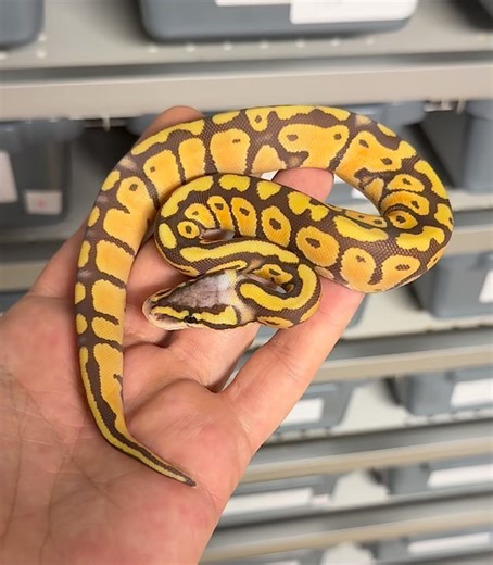 Absolutely stunning pastel monarch 66% het pied female. Monarch is an amazing ball python morph with so much still to do on the project. #snakestationuk #royalpython #ballpythons | SnakeStation
