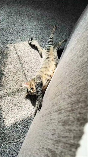 Charging to 100%. Do not unplug 😜