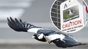 Dramatic footage captures terrifying magpie attack (9NEWS)