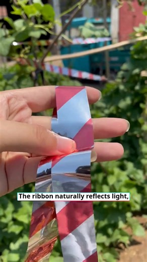 🐦 Keep Birds Away – Reflective Bird Scaring Tape is Here! Tired of birds destroying your garden and crops? This dual-sided reflective tape creates dazzling light effects that naturally scare birds away – protecting your plants without harmful chemicals! ✨ Why This Outsmarts Pesky Birds: ✅ Double-Sided Reflection – Creates visual disturbance that birds hate ✅ Weather-Resistant Material – Lasts through sun, rain and wind ✅ Easy Installation – Just unroll and hang anywhere in seconds ✅ Versatile P