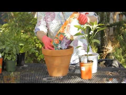 How to Grow Jalapenos in a Pot : Garden Space