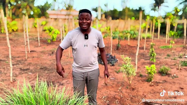 Comment multiplier la citronnelle femelle efficacement ?