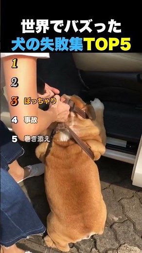 犬の失敗集TOP5