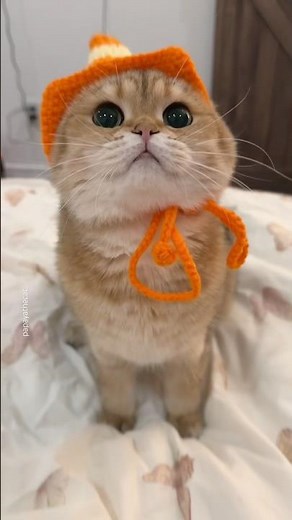 come crochet a traffic cone hat for my cat 🚦🍦🐱 #cat