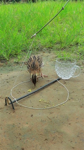 Unique Bird Traps #shorts