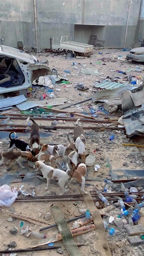 The dogs run like crazy when they see me. They don't understand anything except me. When they see me, they run quickly. When will I give them food? #StarsEverywhere# | Sohel Tangail