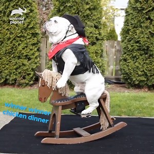 OMG - this bulldog is an equestrian icon! #Animaltales | Animal Planet