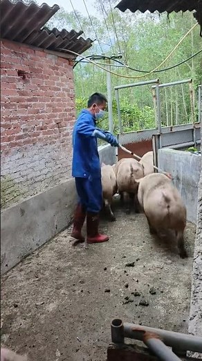 Pig Farming vs Traditional Farming Which is BEST for Beginners | Fun with Pig