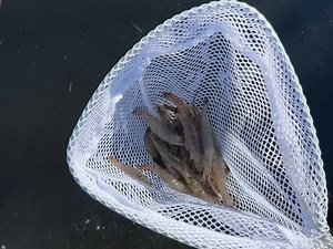 1.6K views | Ocean Isle Fishing Center on Reels | Facebook