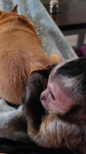 Kiala's Serious Grooming Routine for Spike