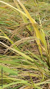 Rice crop production , rice cultivation