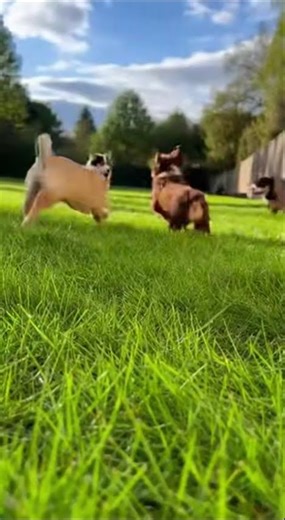 This Puppy Lying in the Grass Is Too Cute 🥹🐾 #shorts #puppy #cutedog