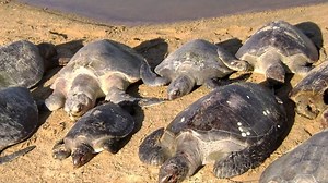 Ciclo de vida de las tortugas