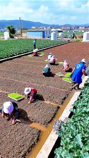 Kebun sayuran yang sangat luas di negara Cina dengan penataan yang sangat rapih #fyp #kebun #pertanian
