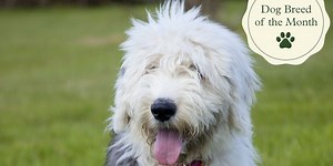 11 things to know about lovable Old English Sheepdogs  ﻿