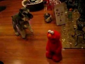 Dog Meets Tickle Me Elmo For The Very First Time