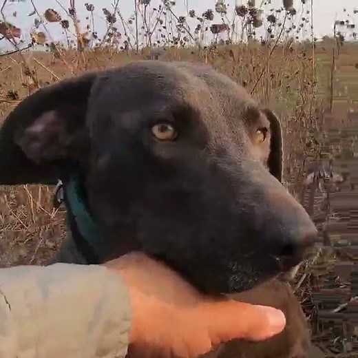 Blue Lacy Dog Dove Hunting Retriever in Action!