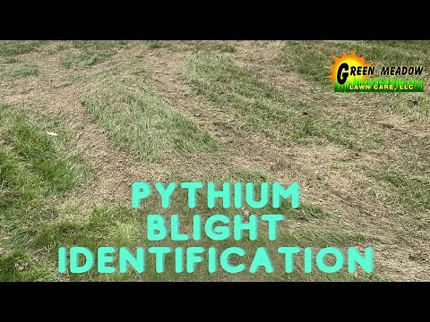 Preventing Pythium Blight Lawn Disease