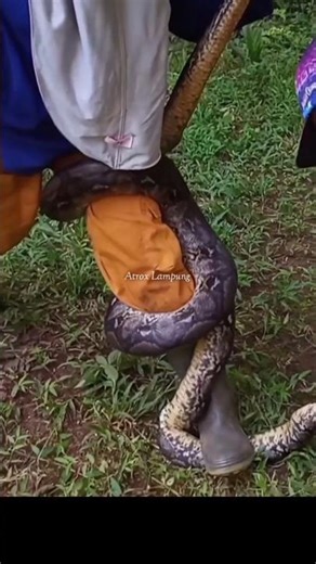 python wrapped around leg while being cleaned of ticks #bigsnake #snake #animals
