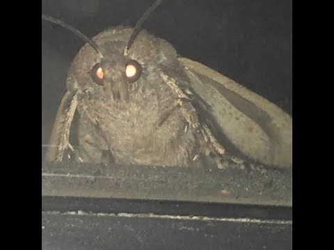 Spongebob Moth Meme