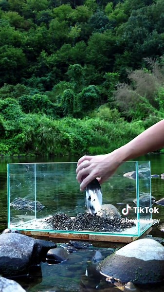 清流底物水槽の魅力と生き物たち