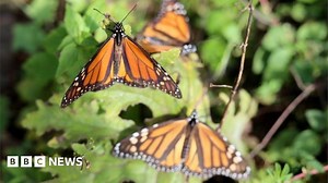Mexican butterfly activist's disappearance: 53 police detained