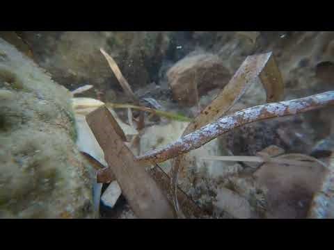 The Broadnosed Pipefish Is a Master Camouflage || ViralHog