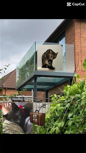 I’m running away #cat #capcut #funny #memes #comedy