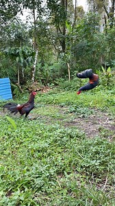 1.6M views · 4.9K reactions | tricks to train roosters to be more agile and aggressive #reelsfypシ #reelsviralシ | Nengah Mustika | Facebook