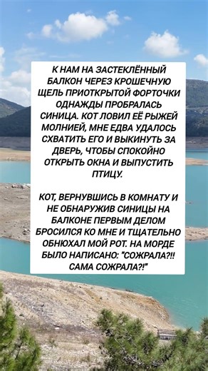 Кот и синица #историяизжизни