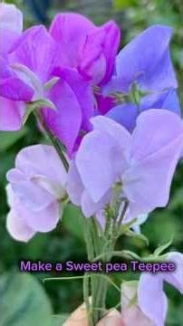 Make a Sweet pea Teepee! 🌱 spring #cutflowers #cottagegarden #garden #gardening
