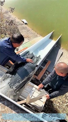 Releasing the Future: How Fish Begin Their Aquatic Journey