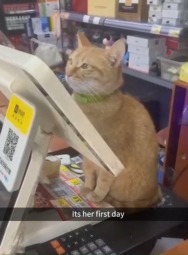 Cat’s first day at work 🤣🤣😂😂 #FunnyCats #CatMemes #CatComedy #HilariousCats #CatsOfFacebook #CatLovers #FelineFun #PurrfectlyFunny #CatVideos #MeowMirth #oscar #anora #AdrienBrody #MikeyMadison #SeanBaker #usa #viral | Cats World