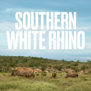 135 reactions · 8 comments | Rhinos are taking over Knoxville. Get ready for an up-close experience with one of the most powerful animals on the planet! | Zoo Knoxville | Facebook