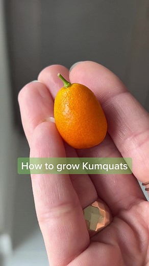 How to Grow Kumquats into a Plant