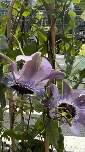 Vikas Khanna on Instagram: "Today we added one of the most amazing plant to Bungalow family. It has a lot of spiritual & religious significance to Indian history. This is known as Krishna Kamal or passion flower. The 5 stigmas represent Pandavs. 100 filaments or threads representing Kauravs. Tiny petals represent Lord Krishna’s Sudarshan Chakra, ever-spinning, representing time, karma, and divine order."