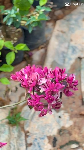 PAZHASSI GARDEN on Instagram: "🌸✨ New Variety Bougainvillea – Just Arrived! ✨🌸 Bright colours, heavy blooming & perfect for gardens, balconies and landscapes 🌿 A stunning flowering plant to add instant beauty to your space 💖 🌱 Healthy plants | Premium quality 📦 Limited stock available 🚚 Safe packing & delivery 👉 Available now at pazhassigarden.in #bougainvillea #newbougainvillea #bougainvilleavines #floweringplants #gardenplants #outdoorplants #balconyplants #colorfulflowers #flowerlover