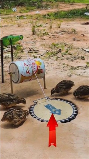 Crazy Quail Trap 🤯 100% Works!