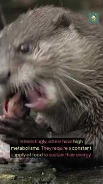 Otters Are the Most Wholesome Animals on Earth — Proof Inside 🦦