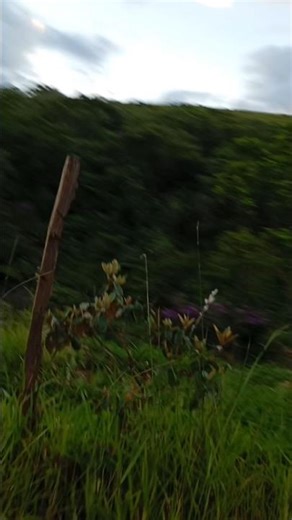 INFERNO VERDE ⛰️