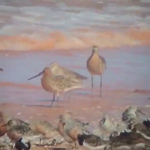 Today, as we continue to celebrate our new Migratory Shorebird Directory, we’re visiting BirdLife Australia’s Broome Bird Observatory (BBO) in Western Australia – one of the best places to see waders in the world. This remarkable research outpost has been a lynchpin for researchers and volunteers working to learn more about migratory shorebirds for decades. Without their incredible efforts counting, monitoring, and recording these birds here, and across the country, our Directory would never hav