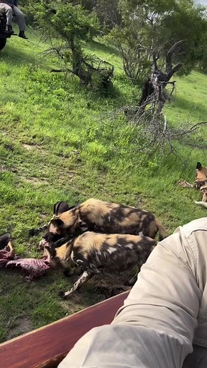 19K views · 128 reactions | #hyenas #wildlife #wildlifephotography | Bagh Dushkhel | Facebook