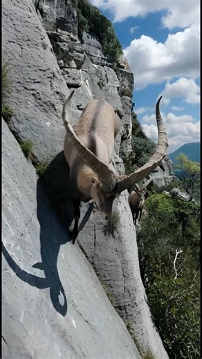 Standing on a steep rock, this animal is no ordinary goat. This is the Spanish Ibex, one of the most powerful and majestic wild goats in Europe 🐐 🔹 Huge curved horns 🔹 Incredible climbing ability 🔹 Extraordinary ability to survive in harsh environments The Spanish Ibex mainly lives in the mountainous regions of Spain, and their horns are not just for beauty—they are a symbol of strength, age, and dominance. Find out in this video— ✔️ Why the horns of the Spanish Ibex are so famous ✔️ Where a